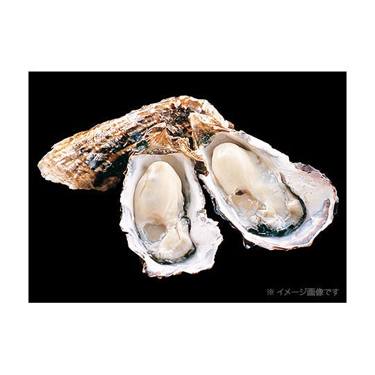 広島産 生食用殻付き牡蠣 15個入