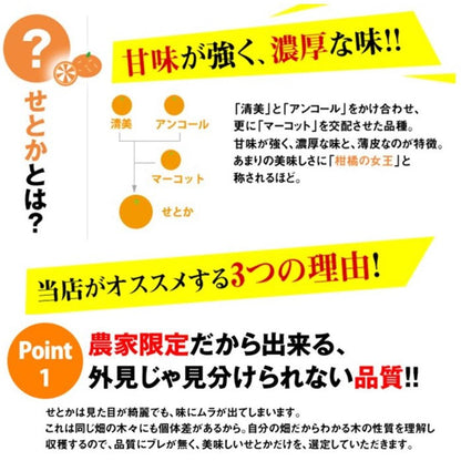 【旬の便り】送料込　大崎上島　文田農園　せとか　2.5k　※内容玉数変更あり