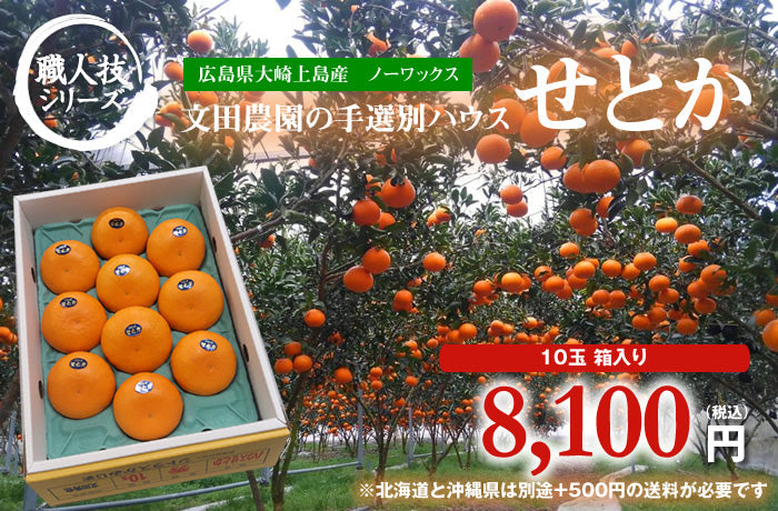 大崎上島産　文田農園【超特選】せとか　10玉入　国産フルーツ　贈答用