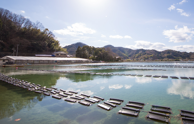 【産地直送】瞬間活き〆 大崎上島産 クレールオイスター12個入 ファームスズキ 殻付きかき 瞬間冷凍